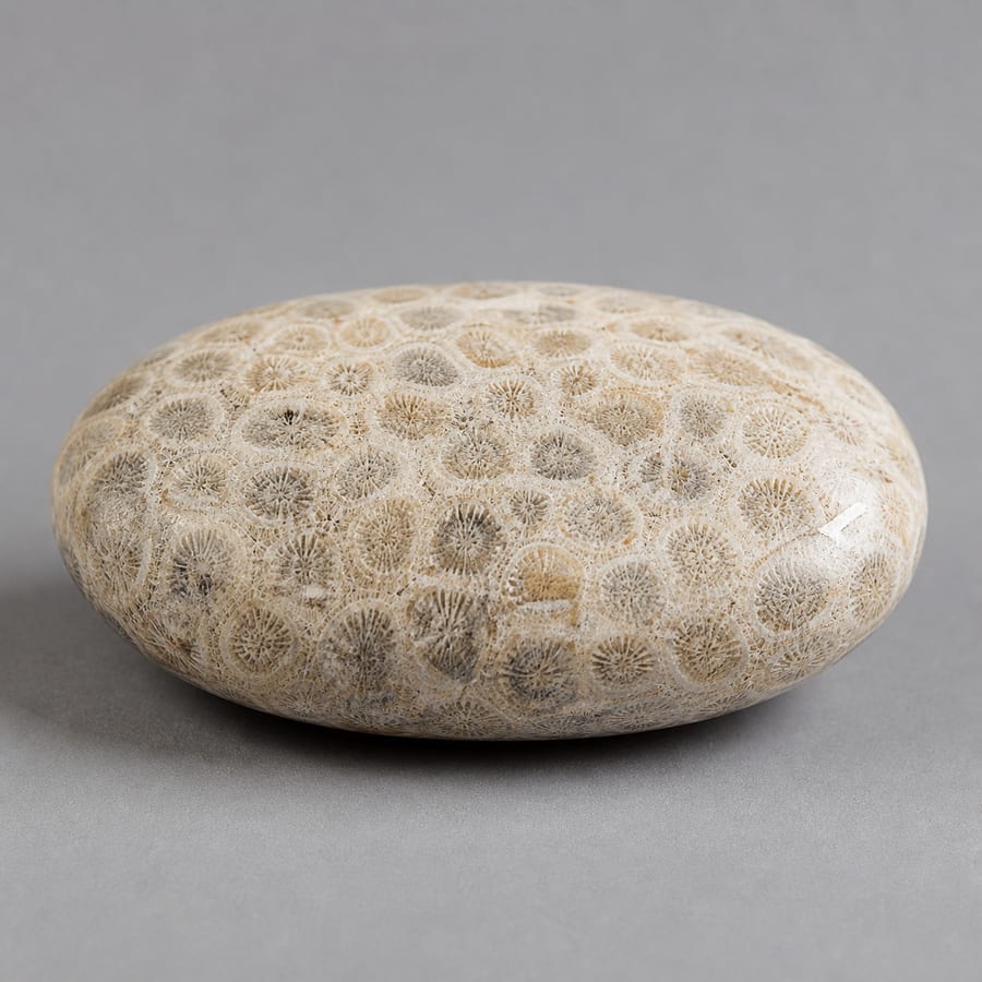 Corail fossilisé - Variante polie