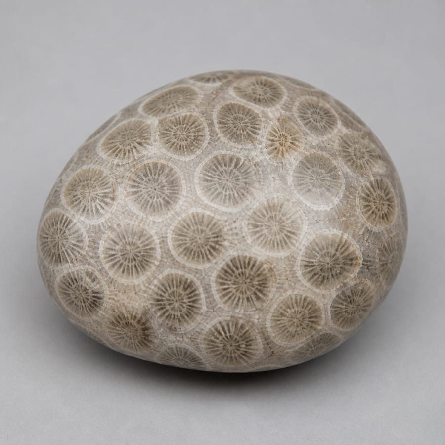 Corail fossilisé - Variante polie