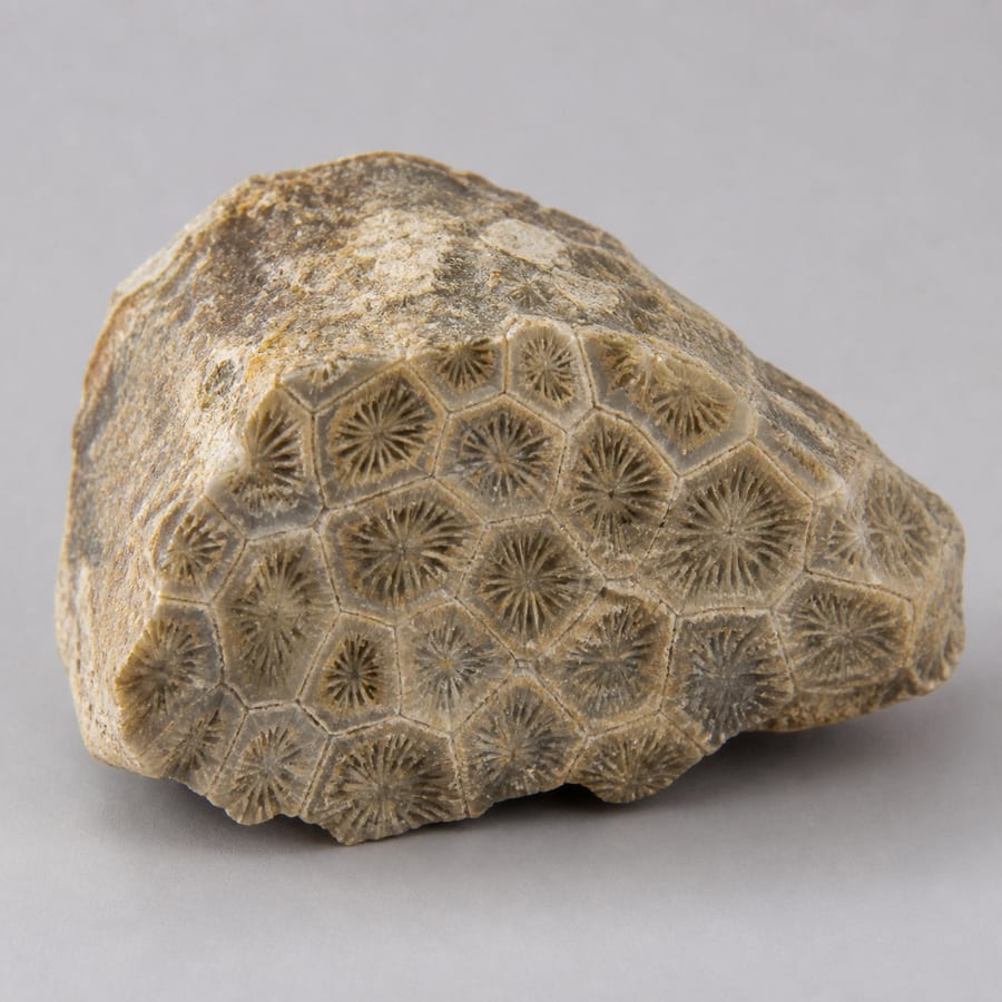 Corail fossilisé - Pierre brute